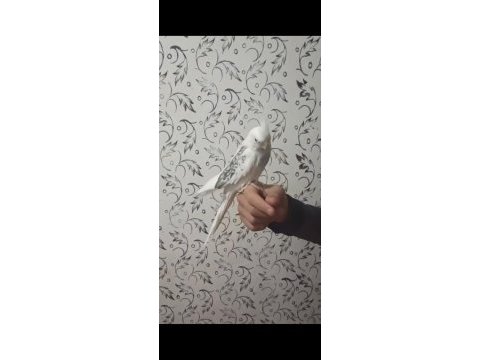 Heawy ve albino sultan papağanı takımlar