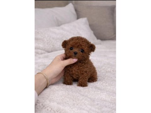 Orjinal teacüp poodle yavrumuz mex