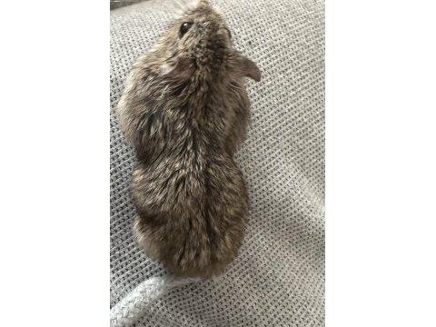 Benim iki hamsterim var taşınacağım için satıcam