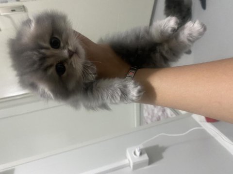 Safkan british longhair kedilerimiz teslime hazır