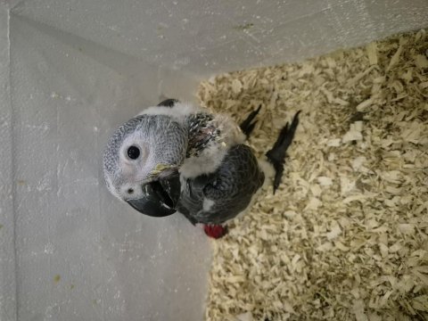 El besleme bebek jako papağanı evlatlar
