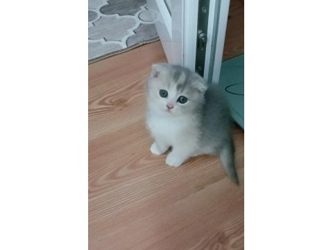 Fawn tortie bicolor scottish fold bilek golden