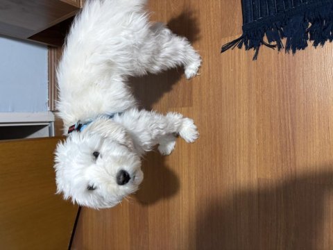 Ücretsiz tatlılar tatlısı maltipoo