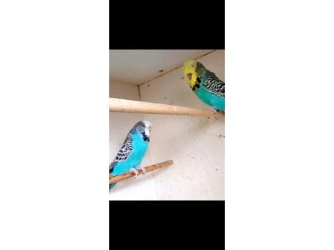 Show jumbo muhabbet kuşlar