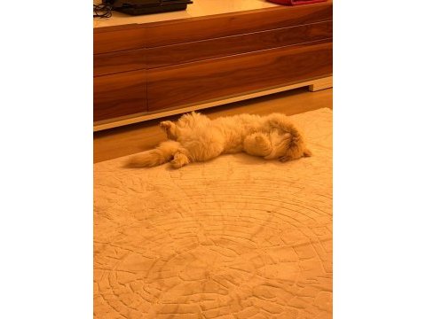 1,5 yaşında british longhair