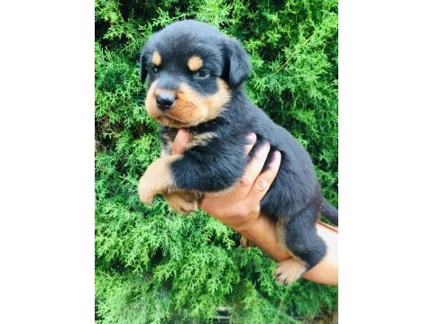 Akkuş üretim çiftliğinden rottweiler yavruları