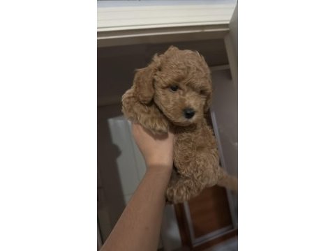 Acil satılık toy poodle