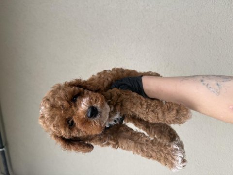 Toypoodle bebeklerim 