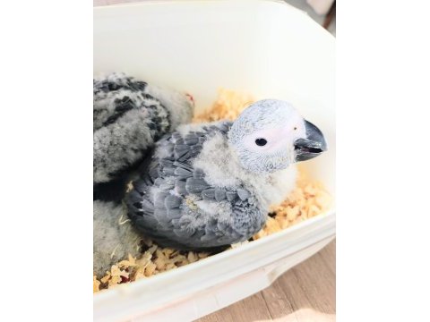 Jako papağanı yavrularımız yeni ailelerine gitmeye hazır