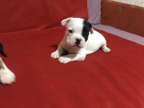 0-3 aylık french bulldog yavrularımız