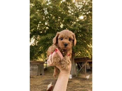Red kore micro teacup maltipoo