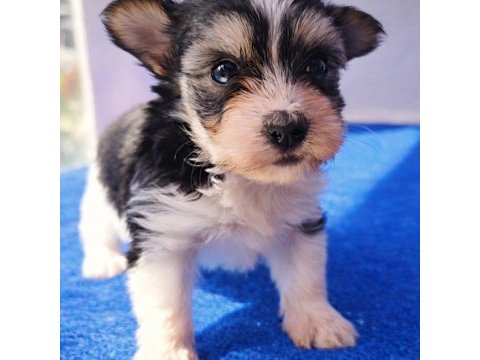 A kalite gerçek morkie yavrular