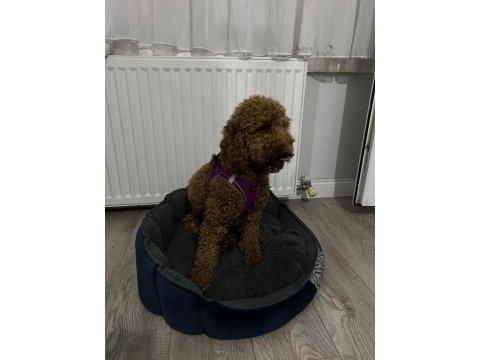 14 aylık sevimli bir deli oğlan poodle