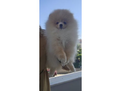 Ayı surat pomeranian yavrumuz
