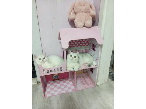 Silver shaded safkan british shorthair yavrular catteryden