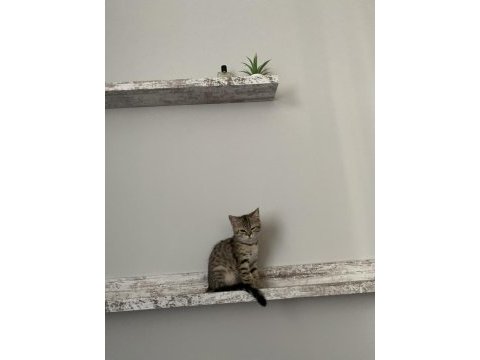 British shorthair dişi yavrumuz