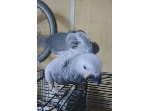 Bebek jako papağanı bir bacağı içeri basmaktadır