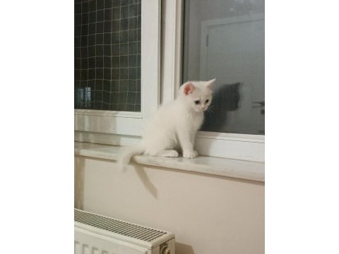 3 yavru british shorthair yeni yuvasını bekliyor