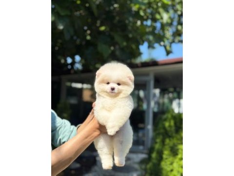 Yavru pomeranian boo yavrularımız