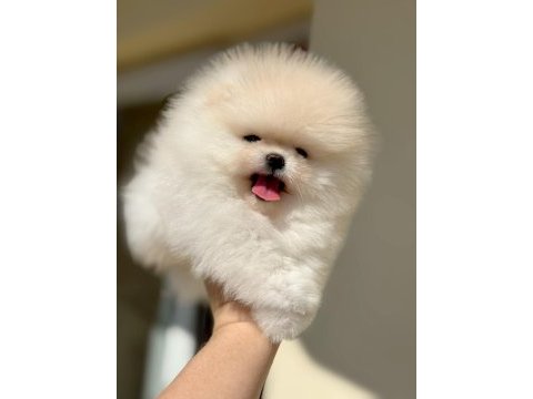 İnanılmaz güzellikte bembeyaz pomeranian kızımız