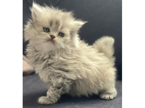Erkek longhair yavru british