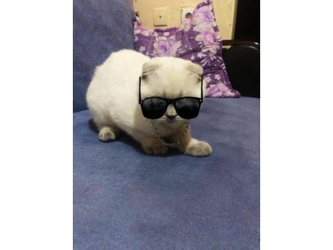 Scottish fold 10 aylık