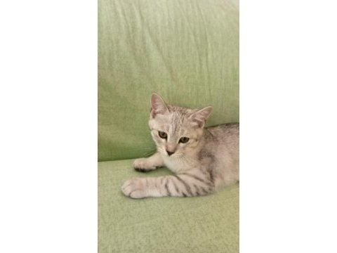 Yavru golden kedimiz