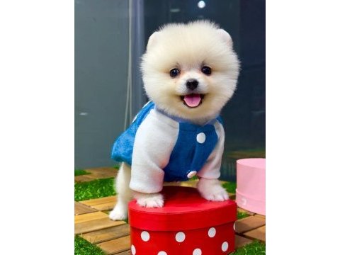 Ankaranın en güzel pomeranian boo yavruları
