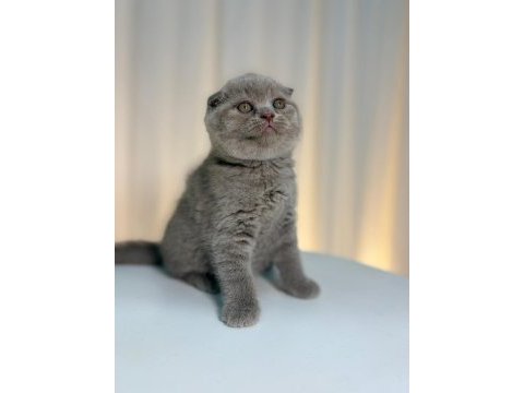 Irk ve sağlık garantili scottish fold yavrularımız