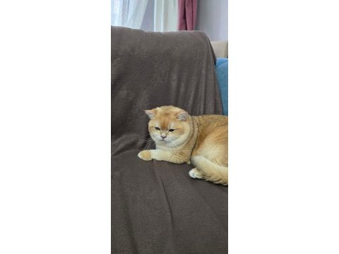 Ücretsiz sahiplendirme british golden shorthair