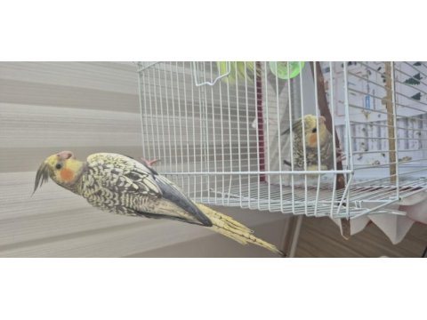 3 aylık sultan papağanı
