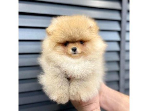 Teddy bear pomeranian yavruları