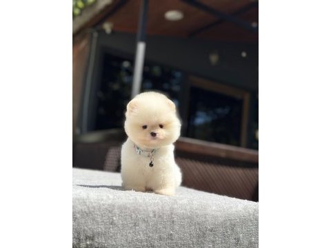 Sevimli pomeranian boo yavrular