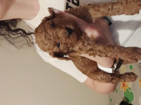 F2 kızıl kahve lekesiz erkek maltipoo