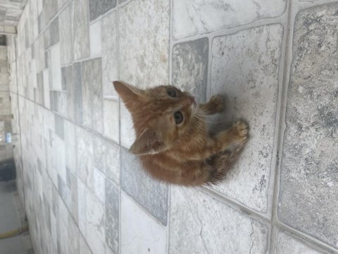 Sarı tekir kedimiz