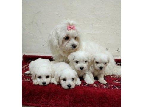 Minik maltese bebişler