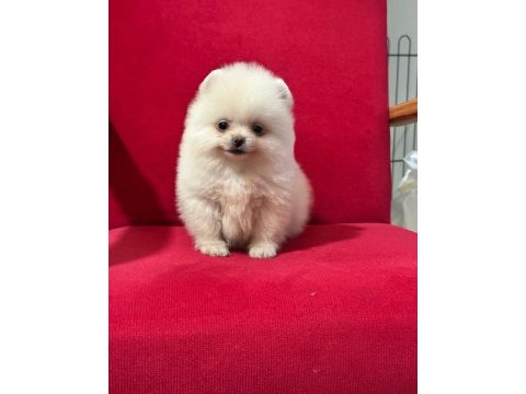 3 aylık pomeranian yavru