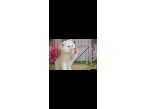 Kusursuz asil silver british shorthair 