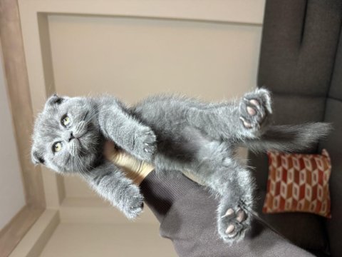 Scottish fold yavrular