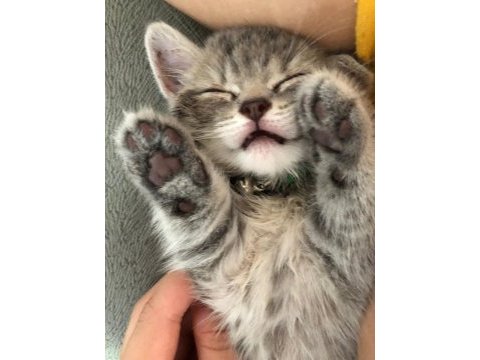 Oyunbaz british shorthair evinizin yeni neşe kaynağı olacak