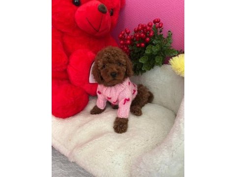 Toy poodle 2 aylık