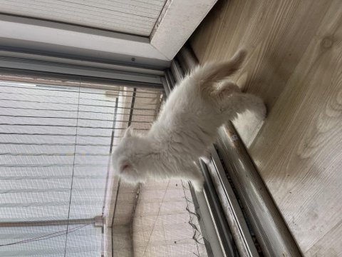 2 aylık scottish fold yavru