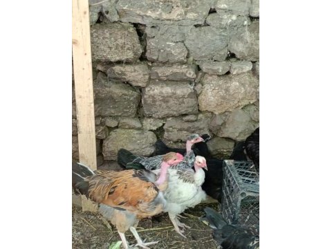 Türkan tavuğu