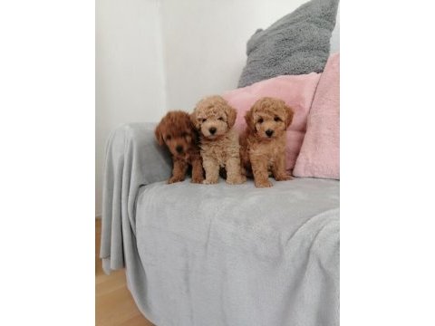 Toy poodle sahiplendirmek