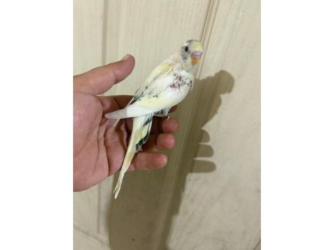 34 günlük kusursuz bebek muhabbet kuşu