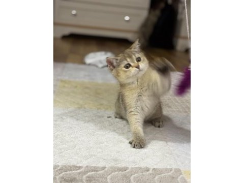 Dişi british shorthair bebek