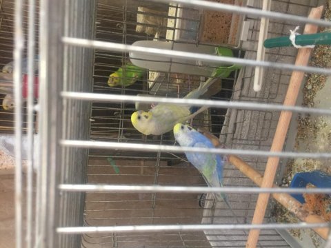 Çift ve yavru muhabbet kuşu mevcuttur