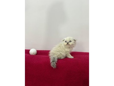 Scottish fold aşılı blue point yavrular
