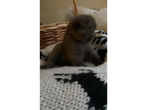 British shorthair chocolatte lilac ve fawn bebeklerim