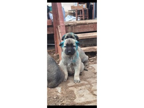Orjinal saf kangal yavru